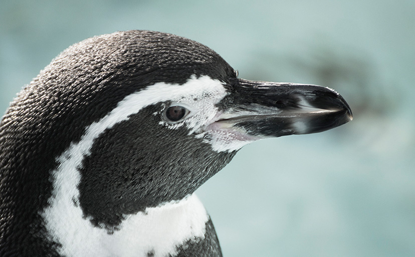 川崎市にある夢見ヶ崎動物公園を紹介する Yumemi Zoo