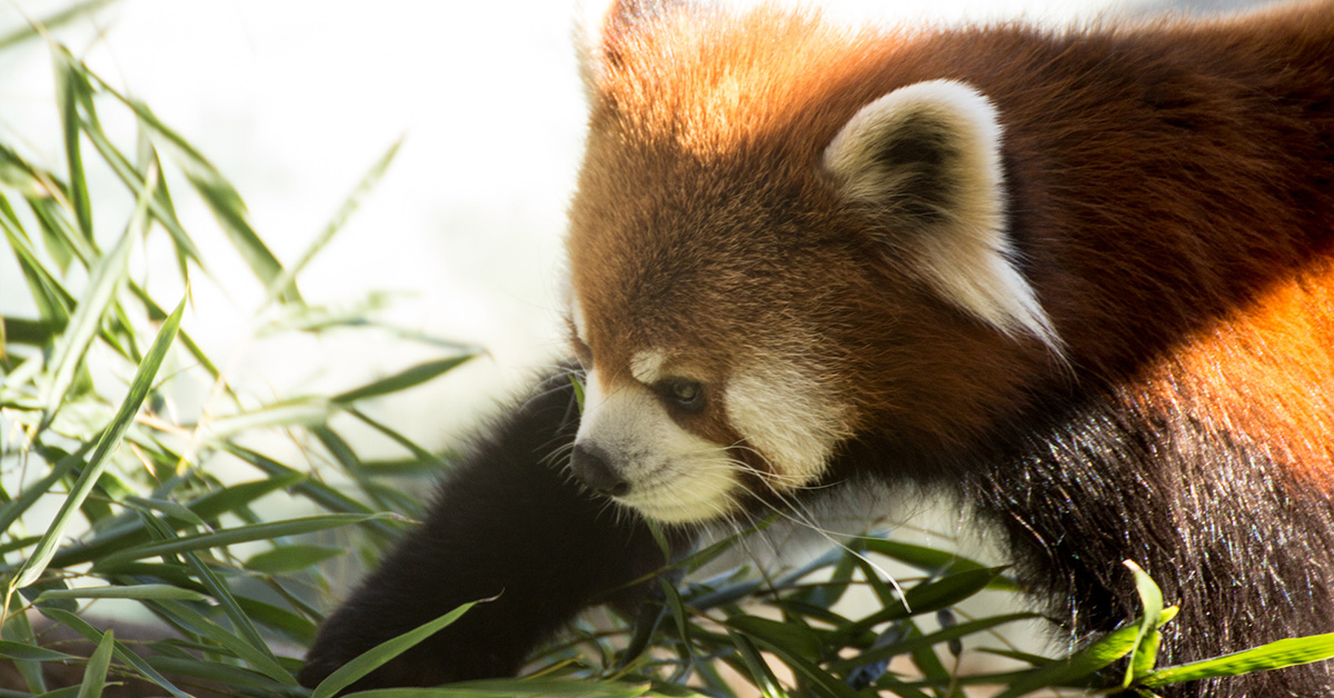 川崎市にある夢見ヶ崎動物公園を紹介する Yumemi Zoo