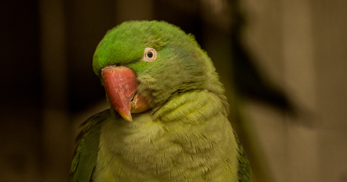 オオホンセイインコ