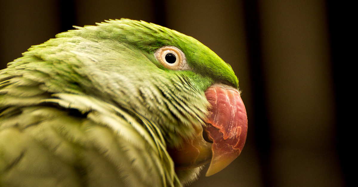 ワカケホンセイインコ