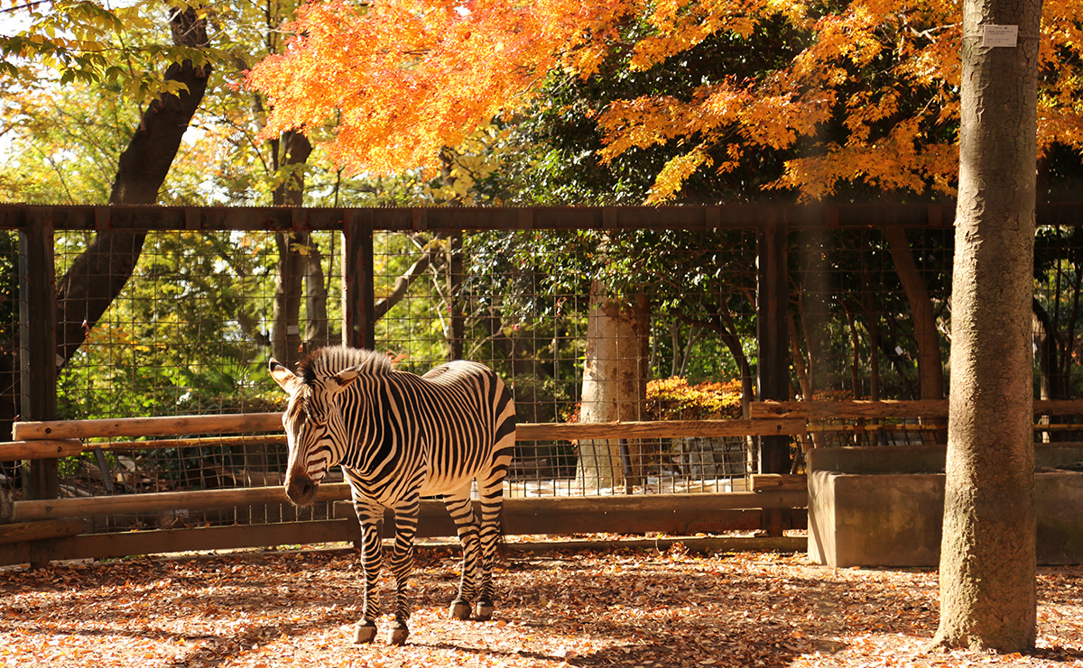 紅葉とハートマンヤマシマウマ