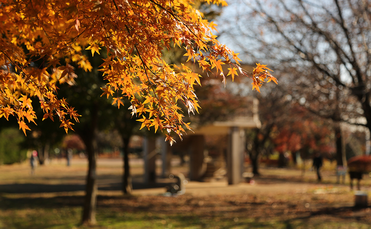 夢見ヶ崎動物公園の紅葉