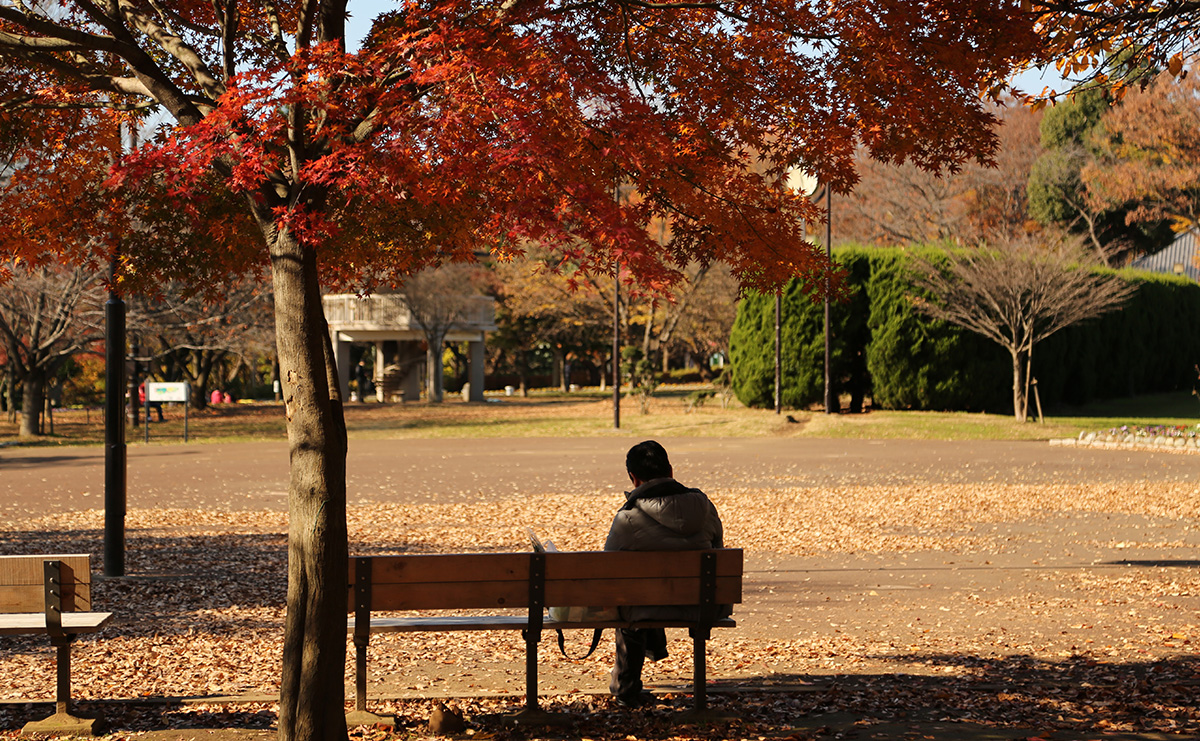 夢見ヶ崎動物公園の紅葉
