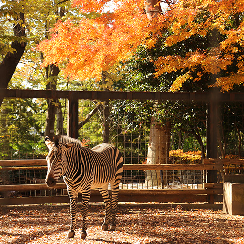 紅葉とハートマンヤマシマウマ