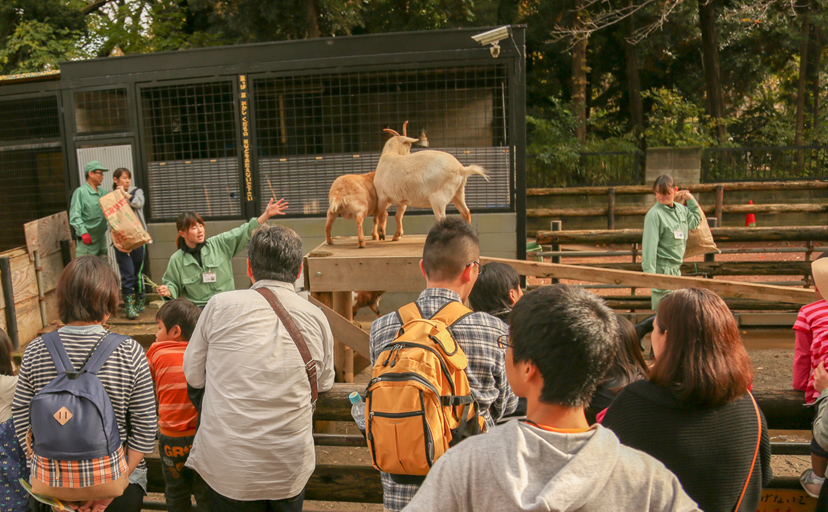 夢見ヶ崎動物公園「春の動物園まつり」の開催中止について