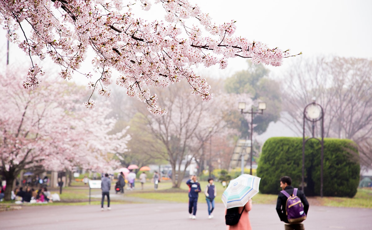 多くの人が桜の見物に来ていました。