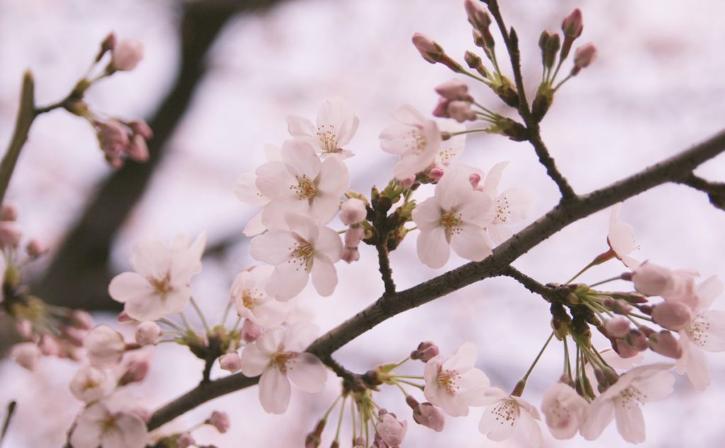 プロカメラマンに聞く!スマホで満開の桜をきれいに方法【第2回】