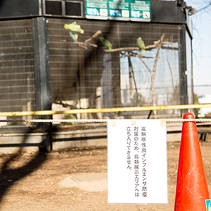 都内の野鳥から鳥インフル検出！夢見ヶ崎動物公園内の対策について