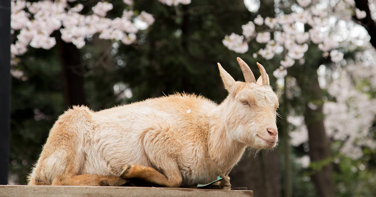 春の動物園まつり