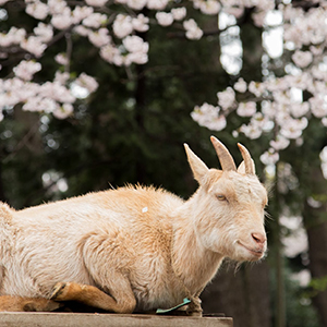 春の動物園まつり