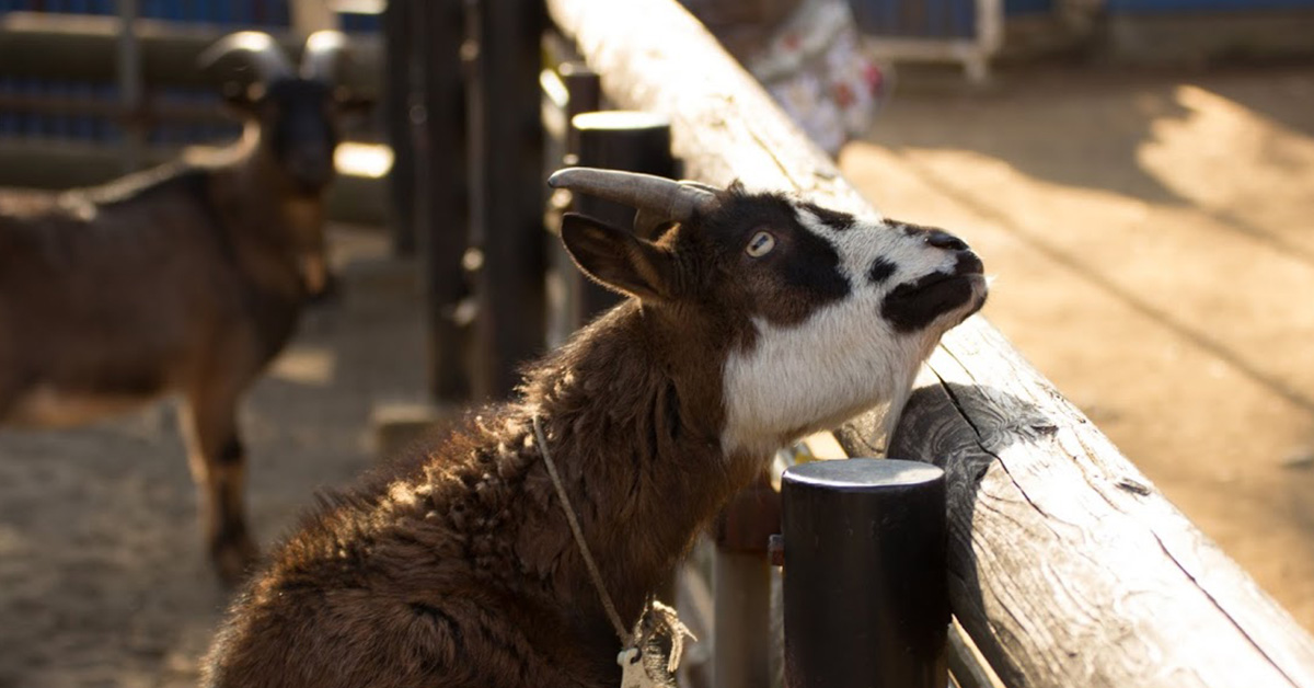 動物たちをもっと身近に！「飼育の日」4月22日に開催！