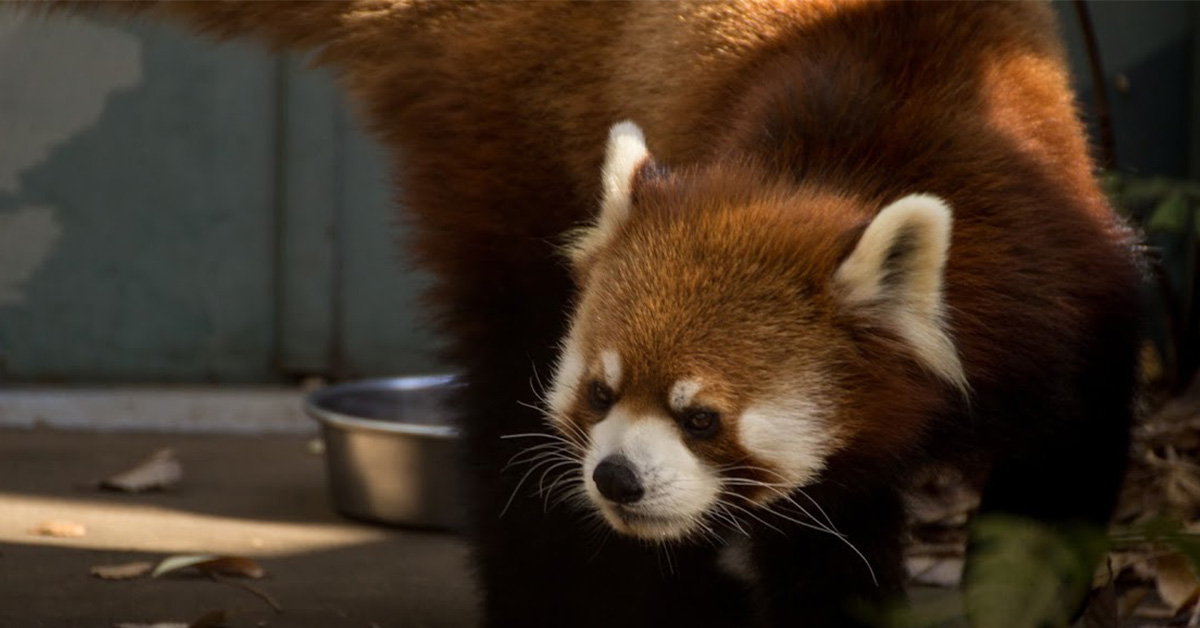 9月21日の 国際レッドパンダデー にちなんだレッサーパンダのはなし 川崎市にある夢見ヶ崎動物公園を紹介する Yumemi Zoo